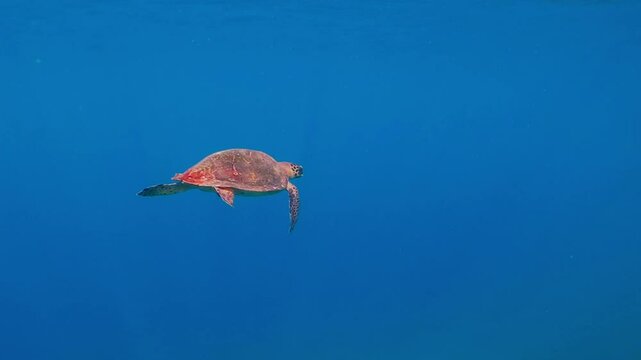 Wild hawksbill sea (Eretmochelys imbricata) turtle swimming in the ocean. Underwater turtle in the blue sea, video from snorkeling. Turtle swimming for breath.