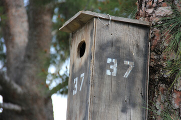 wooden bird house