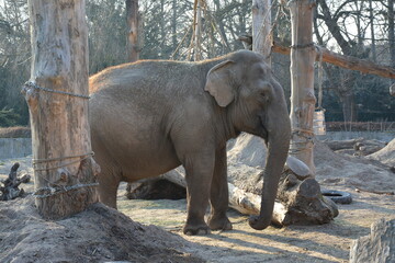 elephant in the zoo