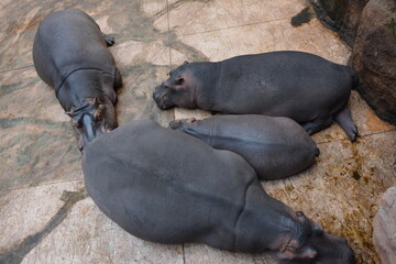 Four hippos resting together on a concrete surface in a zoo, showcasing their large, rounded bodies...