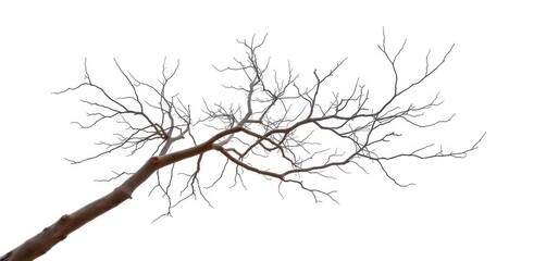 Obraz premium Bare, intricately branched tree limbs isolated on pure white background, design element, graphic