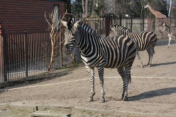 A group of zebras standing in a zoo enclosure, their black-and-white striped patterns contrasting...