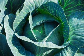 Fototapeta premium Cabbage is grown in field. Cabbage heads