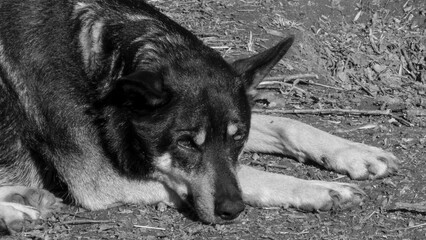 Black And White Portrait of a Resting Dog Outdoors