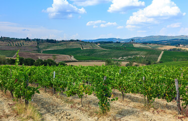 Vineyards on hillsides with yellow clay soil in the vicinity of Tuscany, Italy