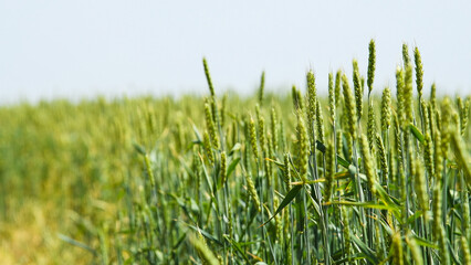Green wheat field.