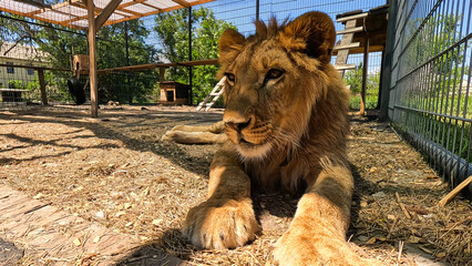Portrait of a young lion in an aviary in a cat shelter
