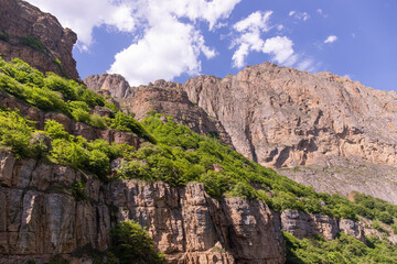 Fototapeta premium Green trees on beautiful rocks high in the mountains.
