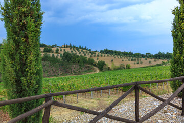 Tuscany, Borgo Scopeto, Italy - August 26, 2009: - Vineyards on hillsides with yellow clay soil in the vicinity of Tuscany, Italy