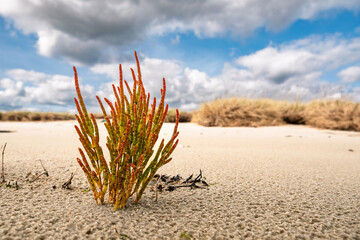 Close-up of red Salicornia plant, glasswort or marsh samphire, growing on sandflat at low tide in...