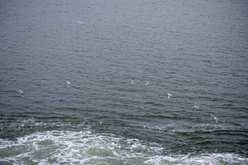 Seagulls flying over the sea, view from above.
