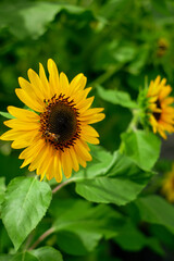 Close-up yellow sunflower in the garden on green leaf background.