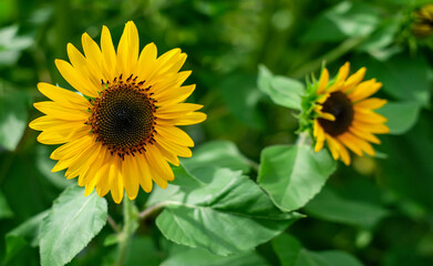 Close-up yellow sunflower in the garden on green leaf background.