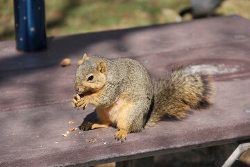 squirrel eating nut