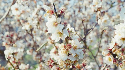 Fototapeta premium White Almond Tree Blossoms In Freshly Started Spring