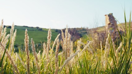 Obraz premium Nature Relaxing Plants In Lush Spring On A Meadow