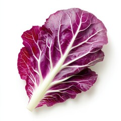 Obraz premium Fresh radicchio leaf showcasing vibrant colors and intricate leaf patterns in natural lighting