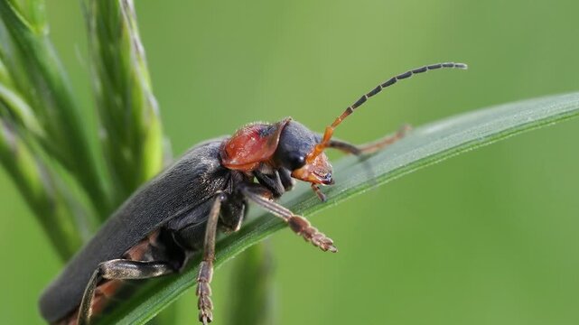 Macro view of a Cantharis fusca sitting still on a green leaf against blurred background