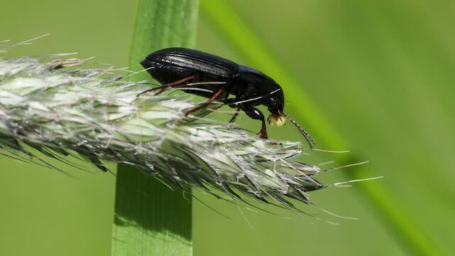 Macro view of a Zabrus feeding on a plant in a sunny weather against blurred backdrop
