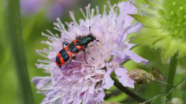 Macro shot of Trichodes alvearius sitting on light purple flower in bloom