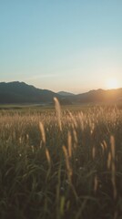 Golden light illuminates a serene field of grass at sunset, with mountains in the distance.