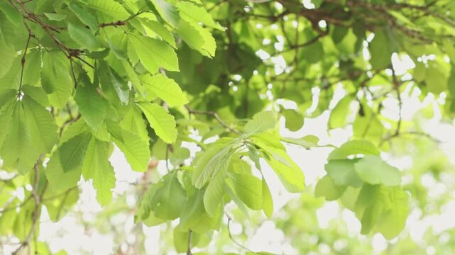 A footage of the wind blows spring green leave movement with blur background,  4K high quality footage