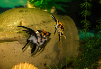 Aqurium scalaria fish swim in a home aquarium. Two orange-black-gray fish. Angelfish-Latin name.