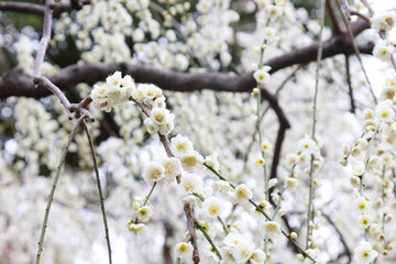 満開の枝垂れ梅