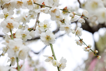 満開の枝垂れ梅