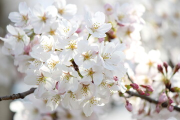 日本の春の象徴的な花「桜」卒業、入園、入学、新学期、夜桜、桜まつり、お花見をイメージした満開な時期の美しいソメイヨシノ