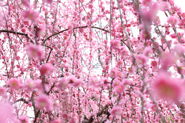 満開の枝垂れ梅