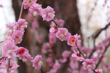 満開の枝垂れ梅