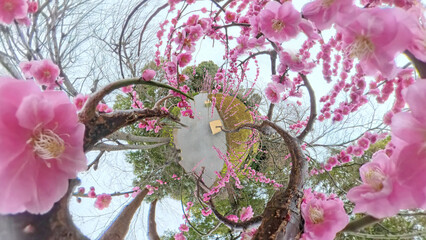 満開の枝垂れ梅 リトルプラネット