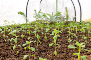 Young snapdragon flower seedlings growing in a low polytunnel. DIY low temperatures garden crop...