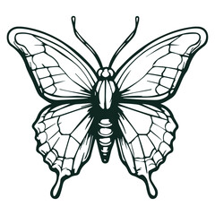 butterfly vector illustration