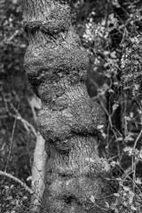 A knobbly tree trunk in an old English forest