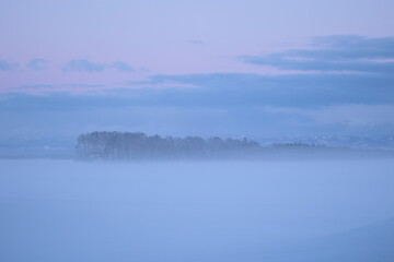 日没後、雪原から上がる霧で覆われる防風林