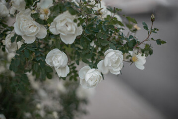 A white rose bush in close-up. A flowering garden plant under the sunlight.
