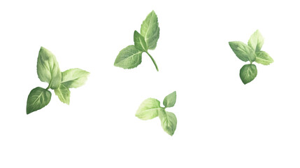 Falling green mint leaves floating air, spearmint flying isolated on a white background