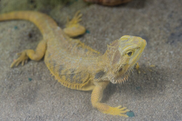 Iguana on the sand in a terrarium. Animals of the wild. Zoo concept, lizards