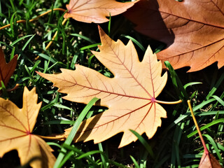 dried leaves on green grass in autumn