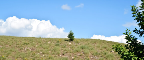 Obraz premium solitary coniferous tree on a hilly landscape under a blue sky