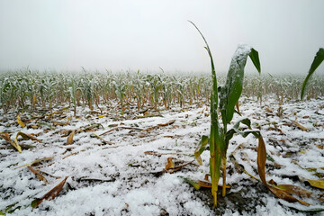 Devastated agricultural field after hailstorm with broken stems and hailstones