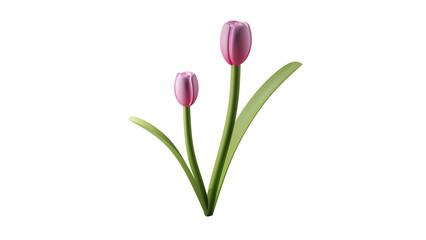 3d flowers tulips, elegans plant tulipa trees isolated on transparency background. Suitable for many purposes.