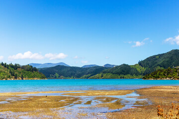 Coastal Low Tide in Port Underwood, New Zealand