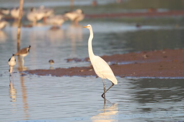 Great Egret