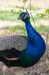 Obraz premium View of a peacock in the park