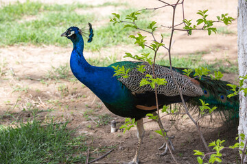 Obraz premium View of a peacock in the park