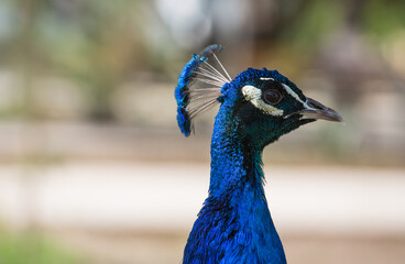 Obraz premium View of a peacock in the park