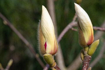 The white-red buds of the flowers of a Magnolia tree are about to open